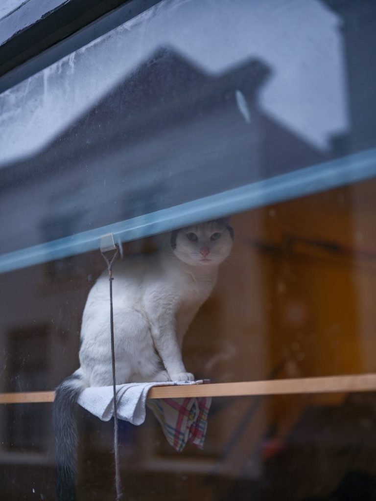 A white cat sits on a shelf behind a window.