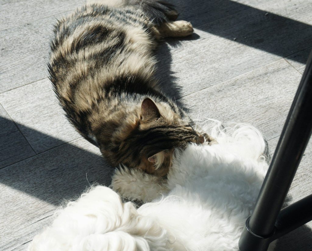 Two cats cuddle and groom each other in sunlight.
