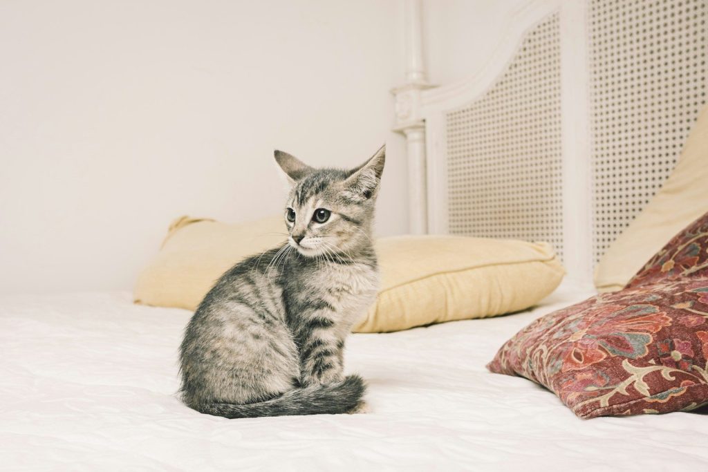 silver tabby cat on white bed