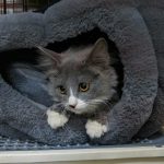 a cat is sitting inside of a cat bed