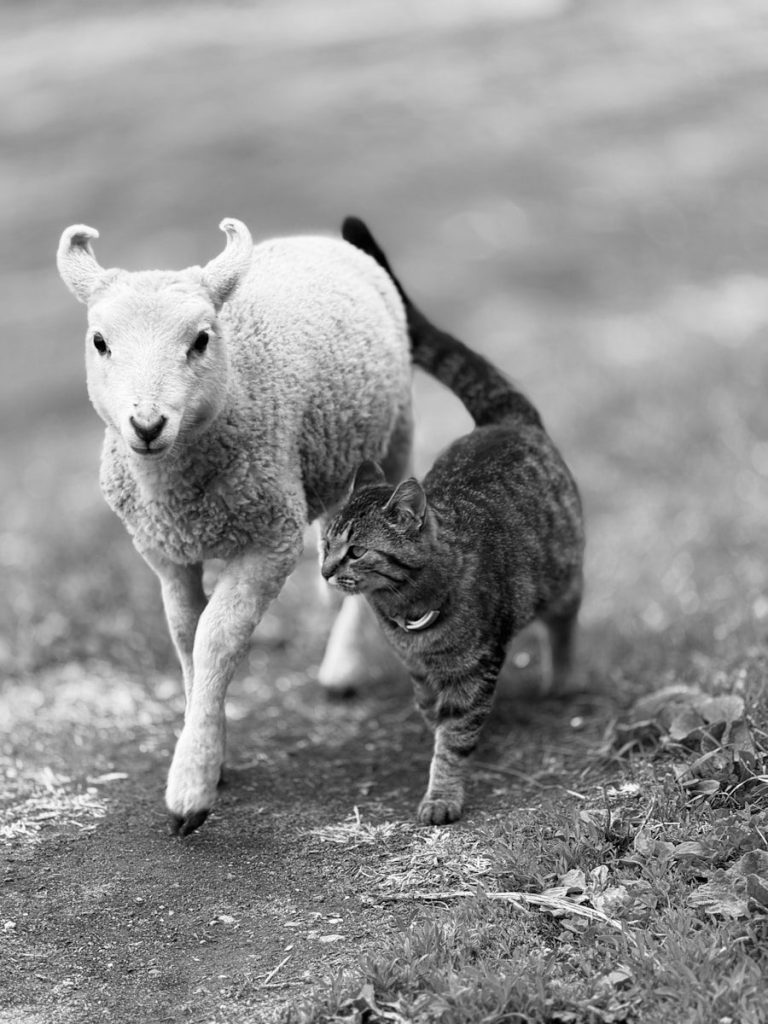 A cat and a lamb walk side by side.