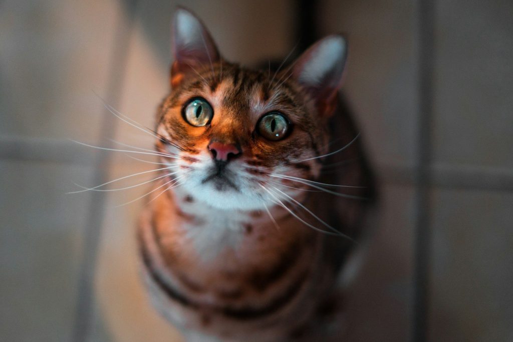 orange tabby cat