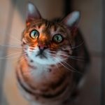 orange tabby cat