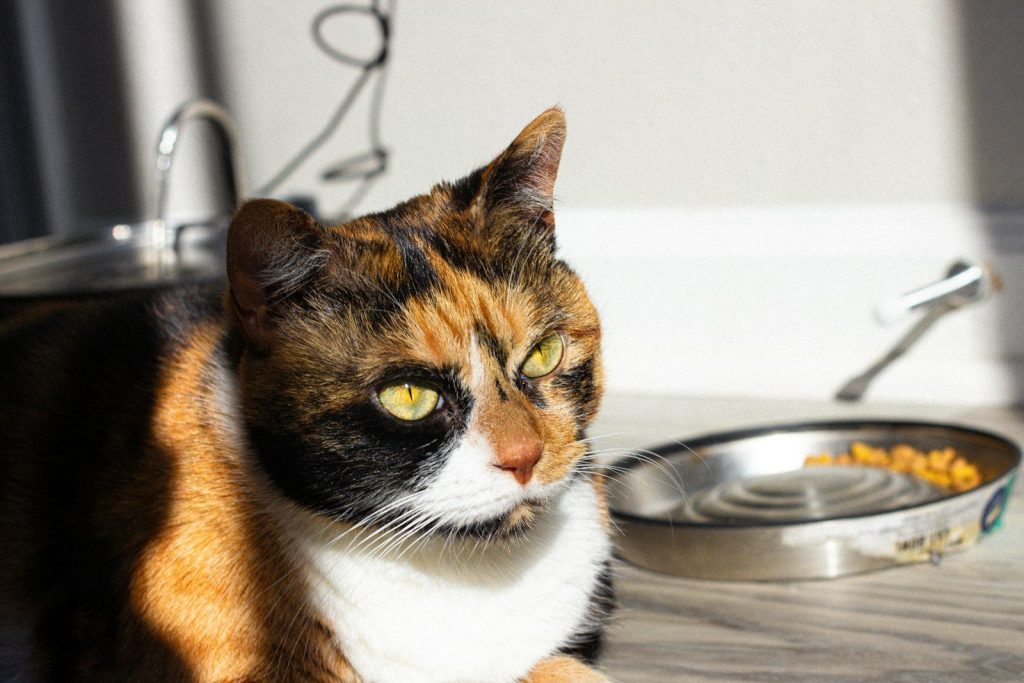 Calico cat sits by an empty food bowl.