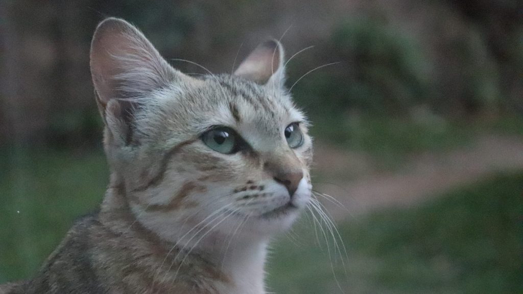 a cat with a sad expression