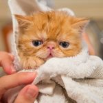 orange kitten covered by white towel