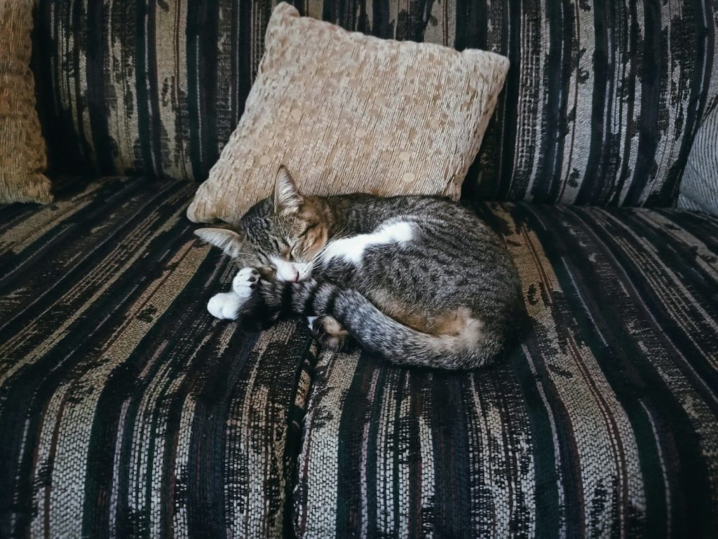 a cat is sleeping on a couch with pillows