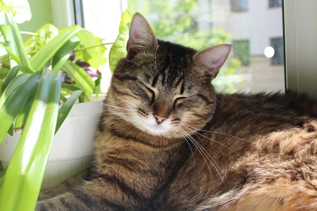 brown tabby cat on white ceramic sink