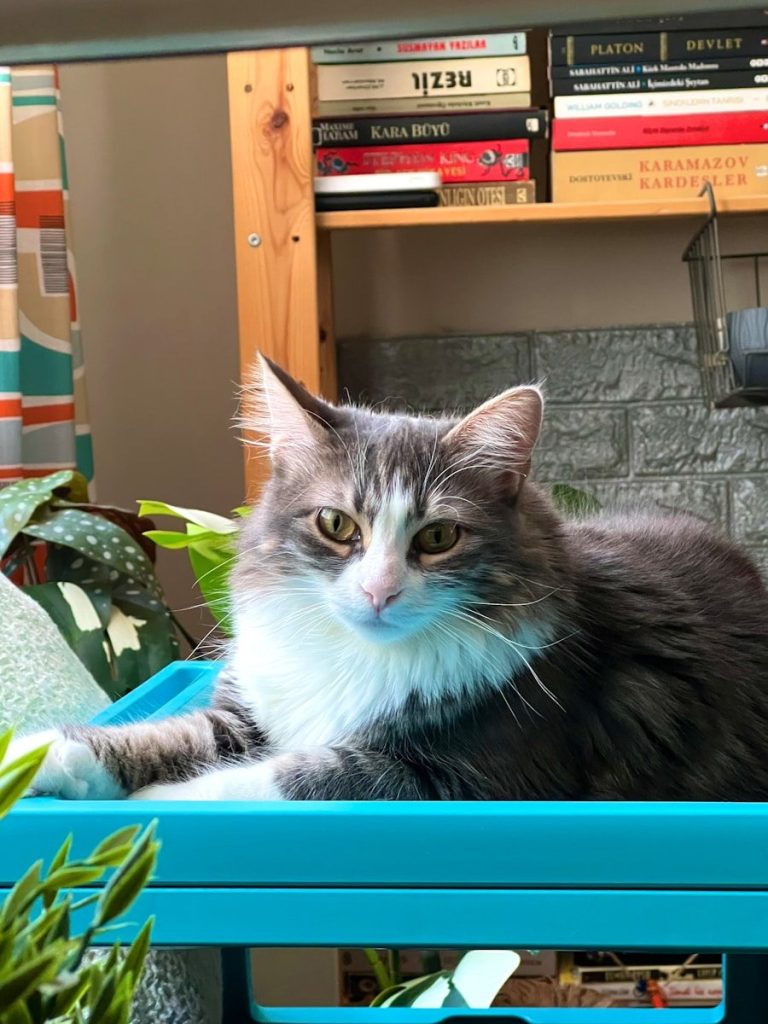 a cat lying on a table