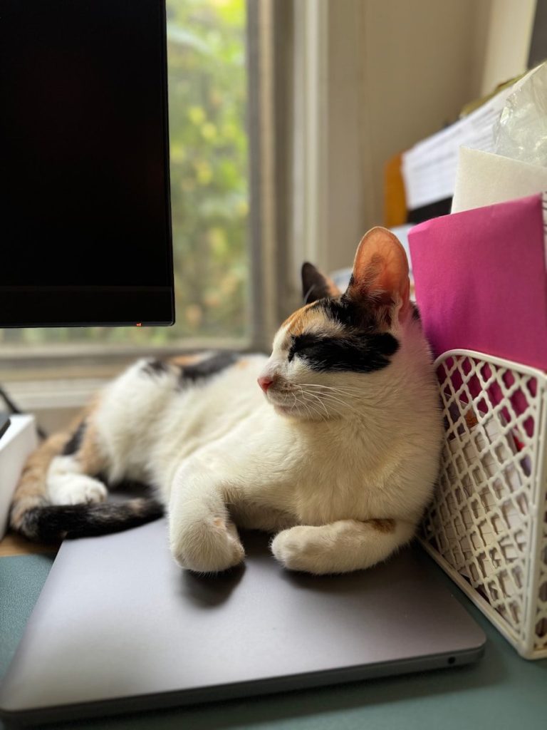 A cat laying on top of a laptop computer