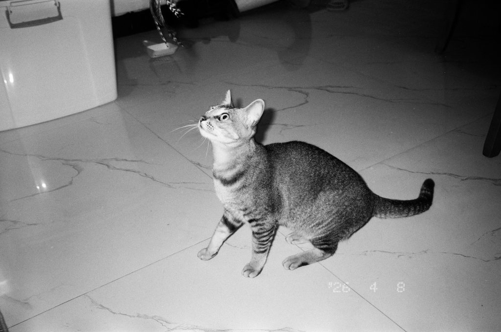 A tabby cat looks up curiously on a tiled floor.