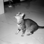 A tabby cat looks up curiously on a tiled floor.