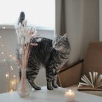 a cat standing on top of a table next to a book