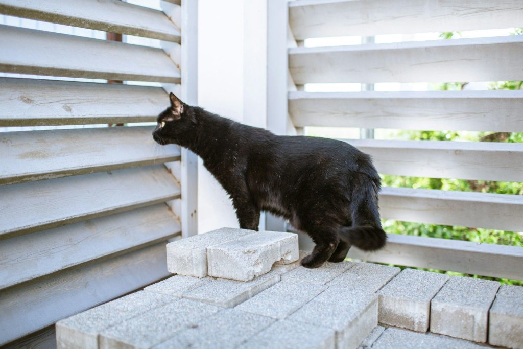 A black cat stands on bricks by blinds.