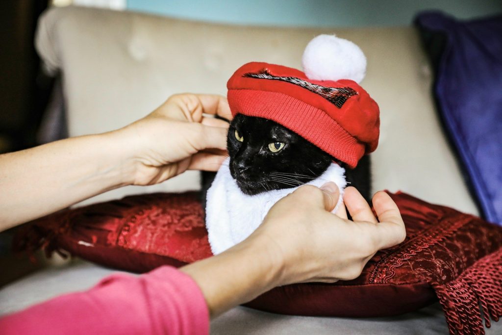 person holding black and white cat wearing red santa hat