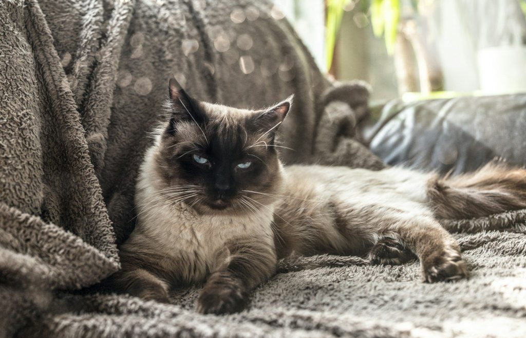 medium-furred white cat lying on sofa
