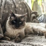 medium-furred white cat lying on sofa