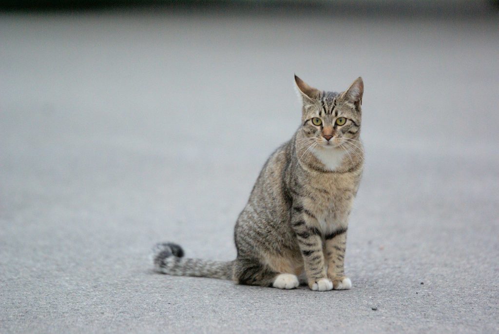 a cat that is sitting down on the ground
