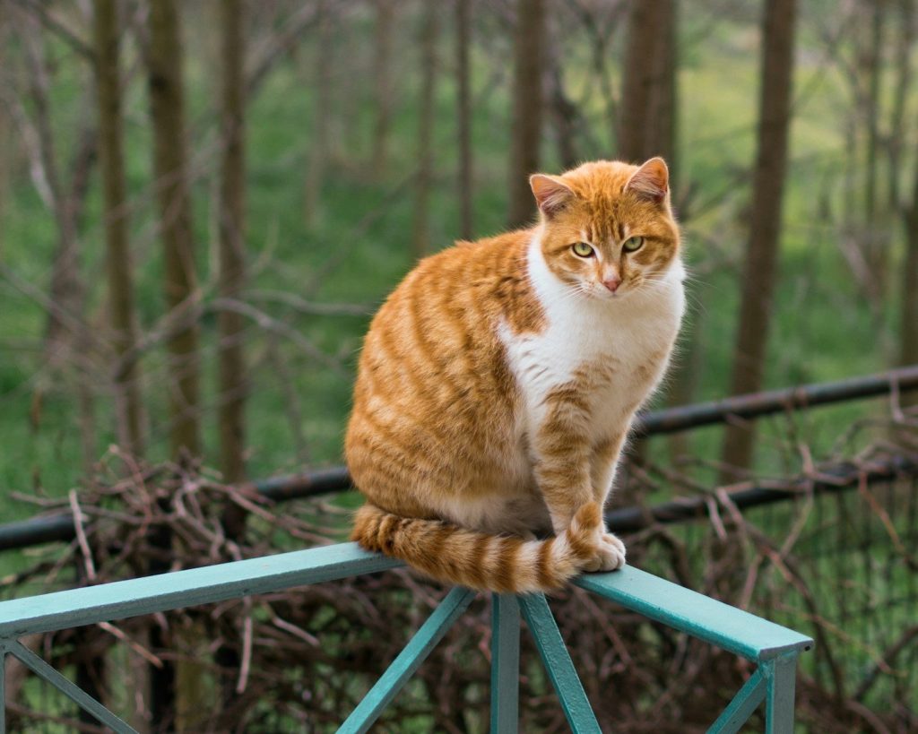 orange cat