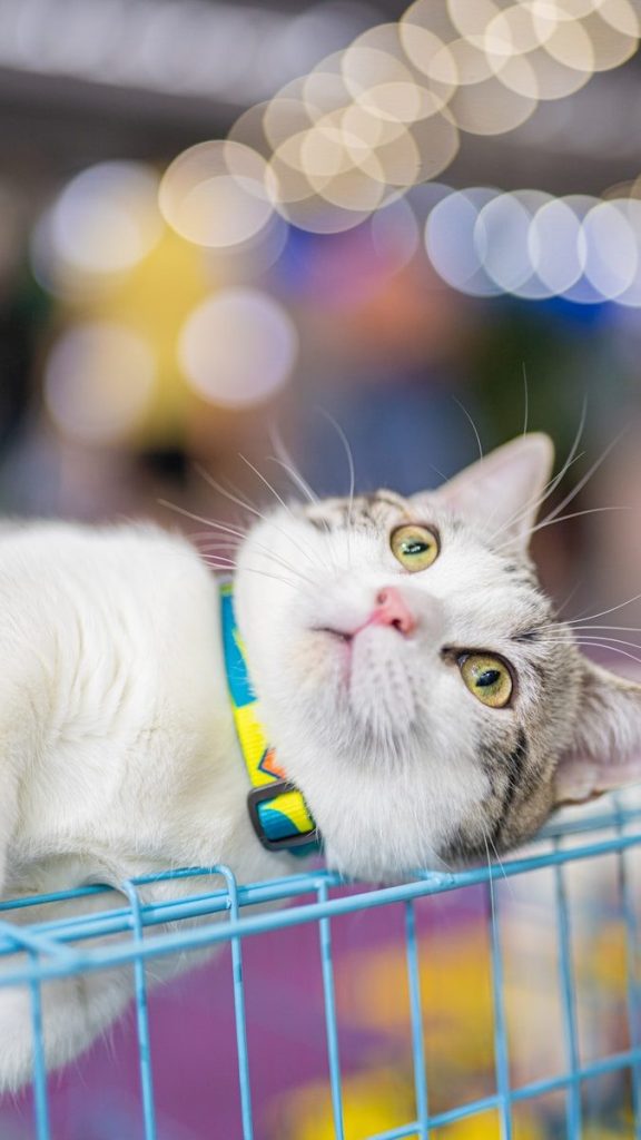 white and gray cat with blue collar