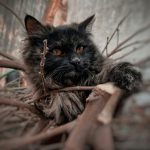 a black cat sitting on top of a tree branch