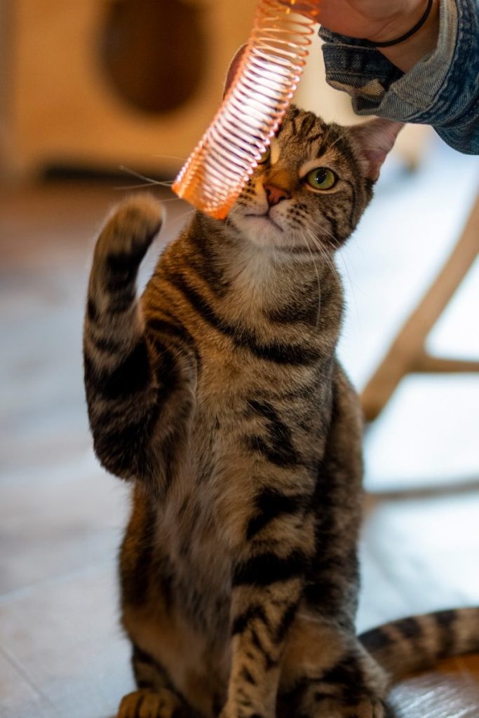 A cat reaches for a toy with great enthusiasm.