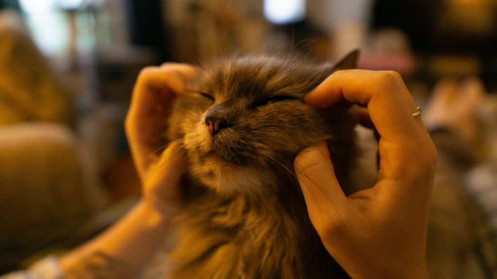 Someone is giving the cat a cheek massage.