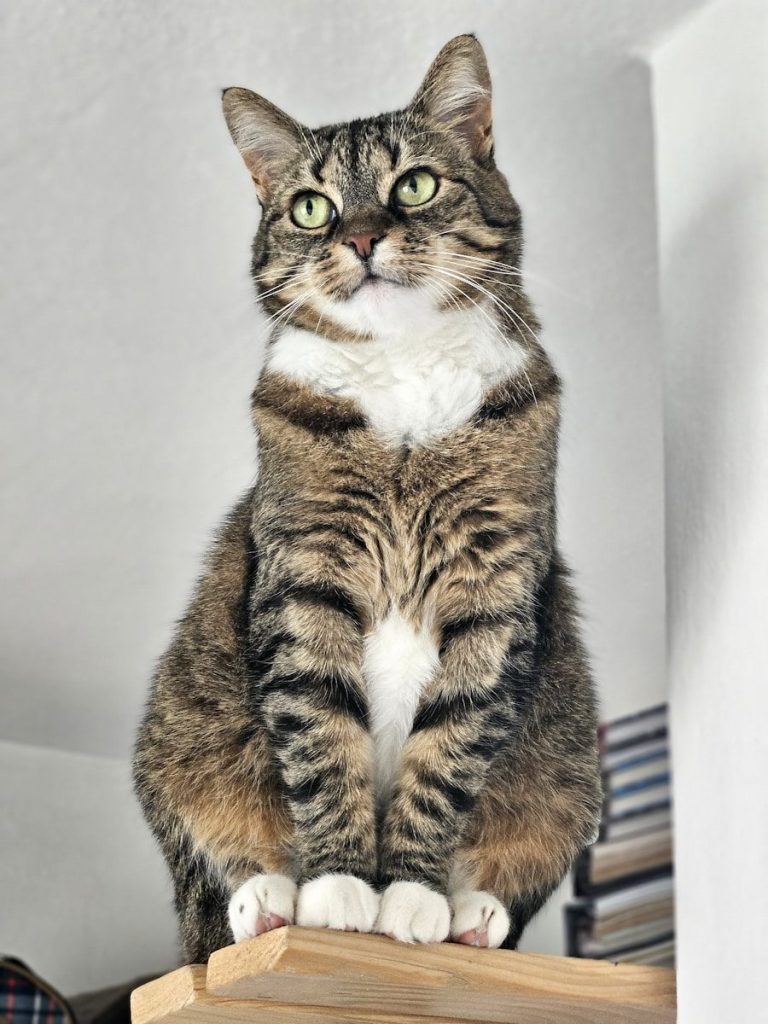 A tabby cat sits proudly on a shelf.