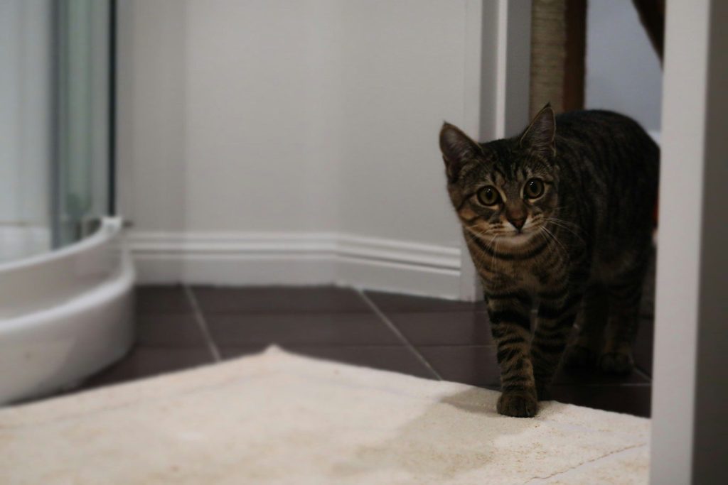 A cat is standing in a doorway looking at the camera