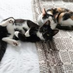 Two cats resting on a patterned blanket.