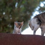 a cat standing on top of a roof next to another cat