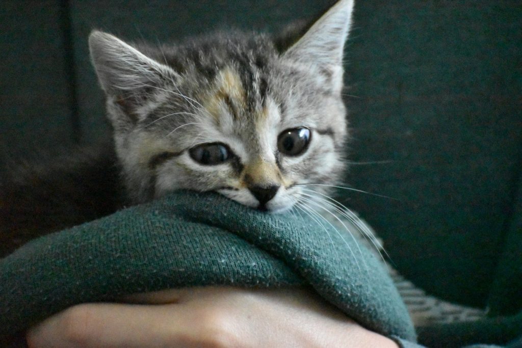 silver tabby cat on green textile