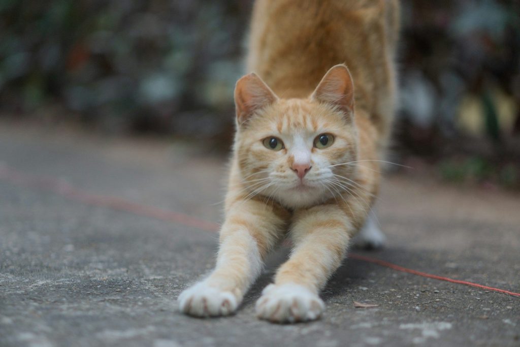 A stretching orange cat stares directly at the camera.