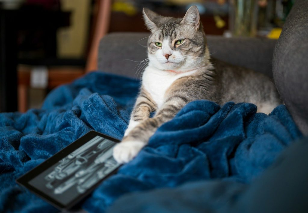 A cat rests on a blue blanket with a tablet.