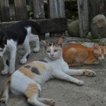 Three cats are relaxing outside together.