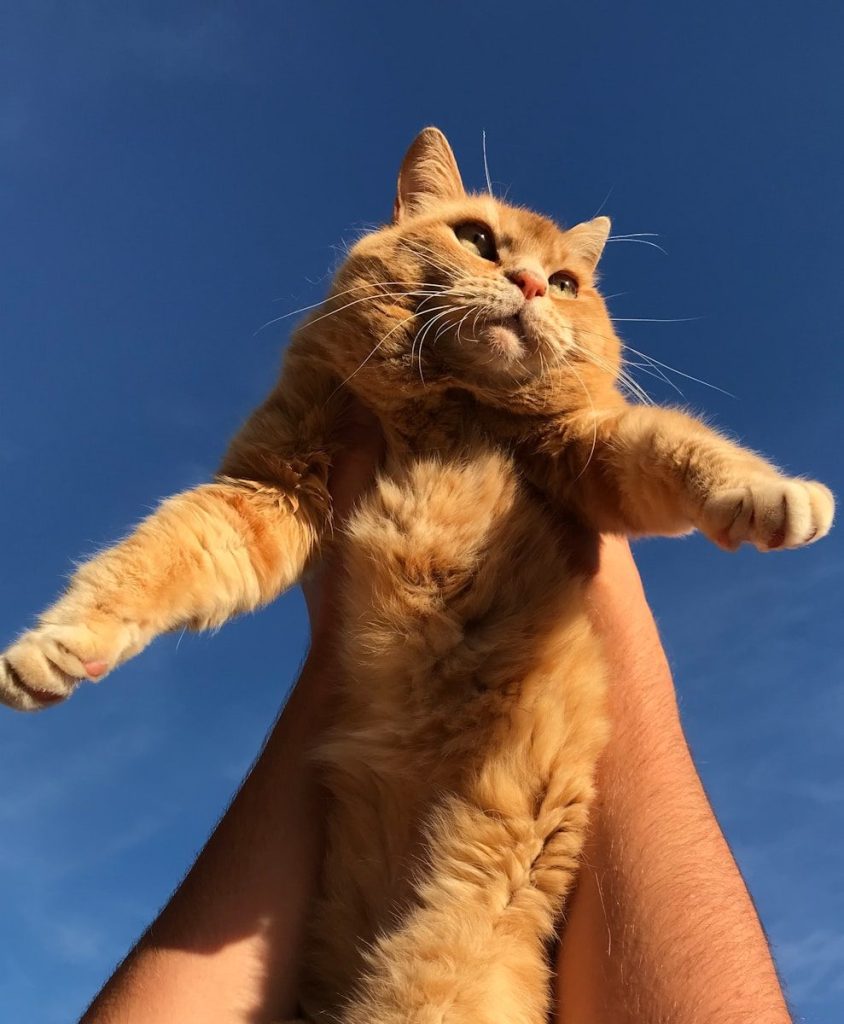 A person holding a cat up in the air