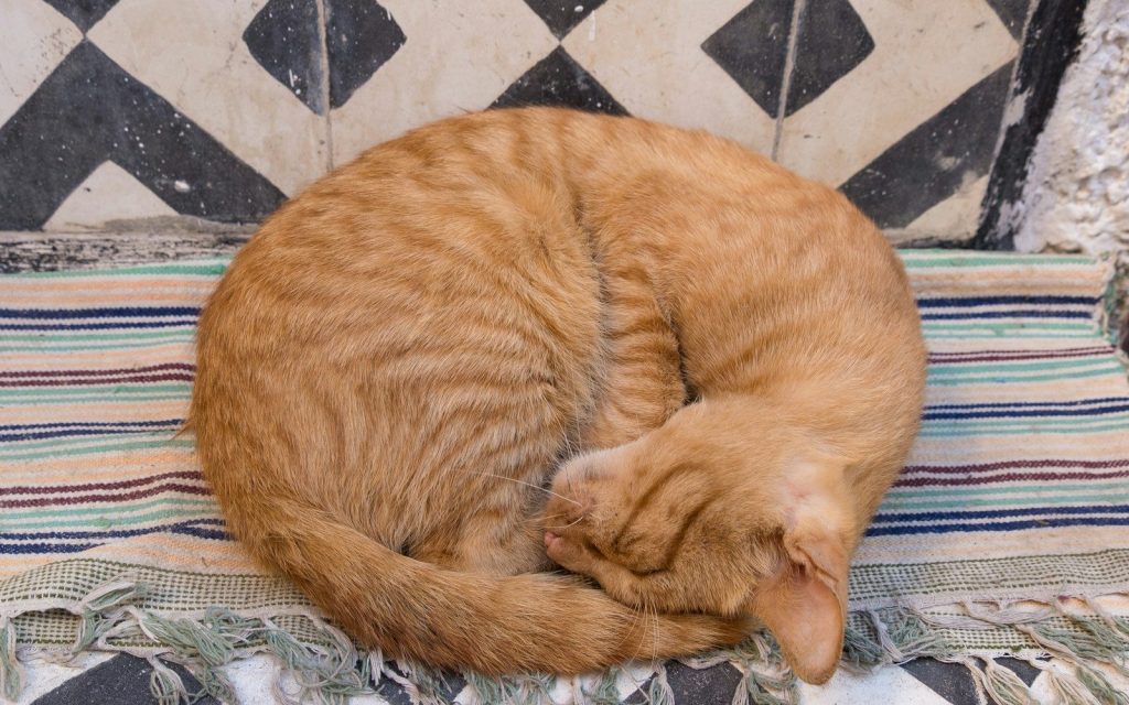An orange cat curled up on a couch