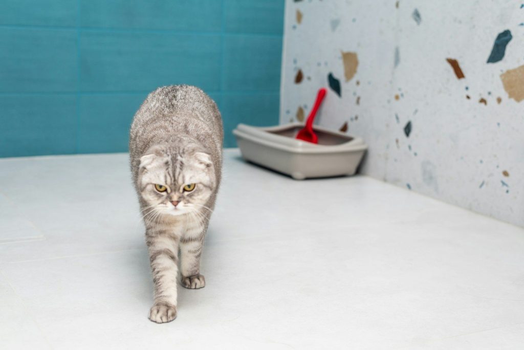 a cat walking across a white floor next to a blue wall