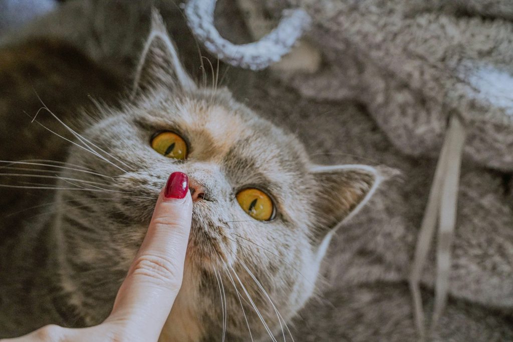 person holding white and gray cat
