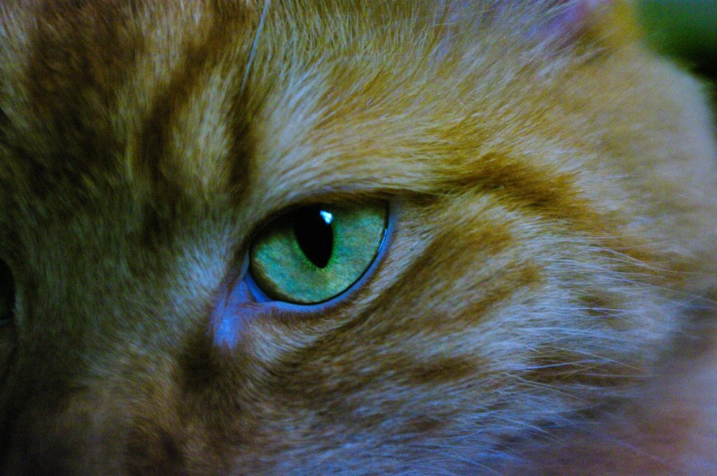 a close up of a cat's green eyes