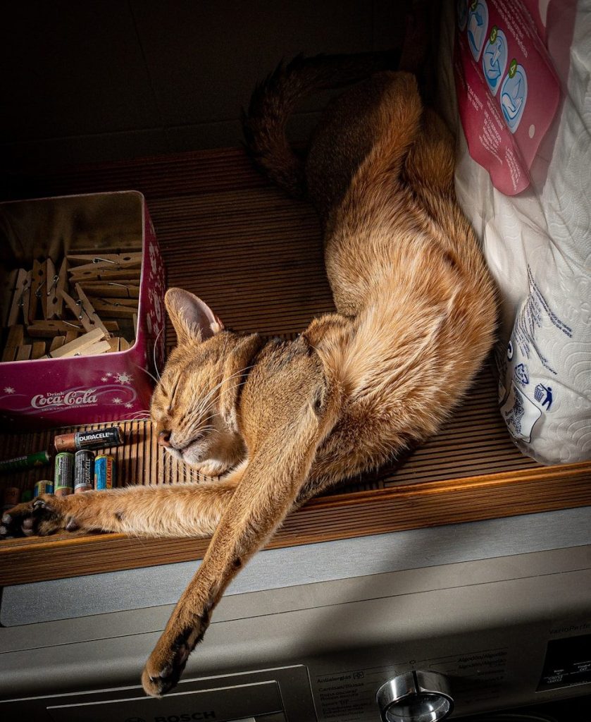 orange tabby cat on brown wooden table