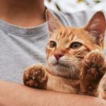 a person holding a cat