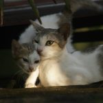 A couple of cats laying next to each other