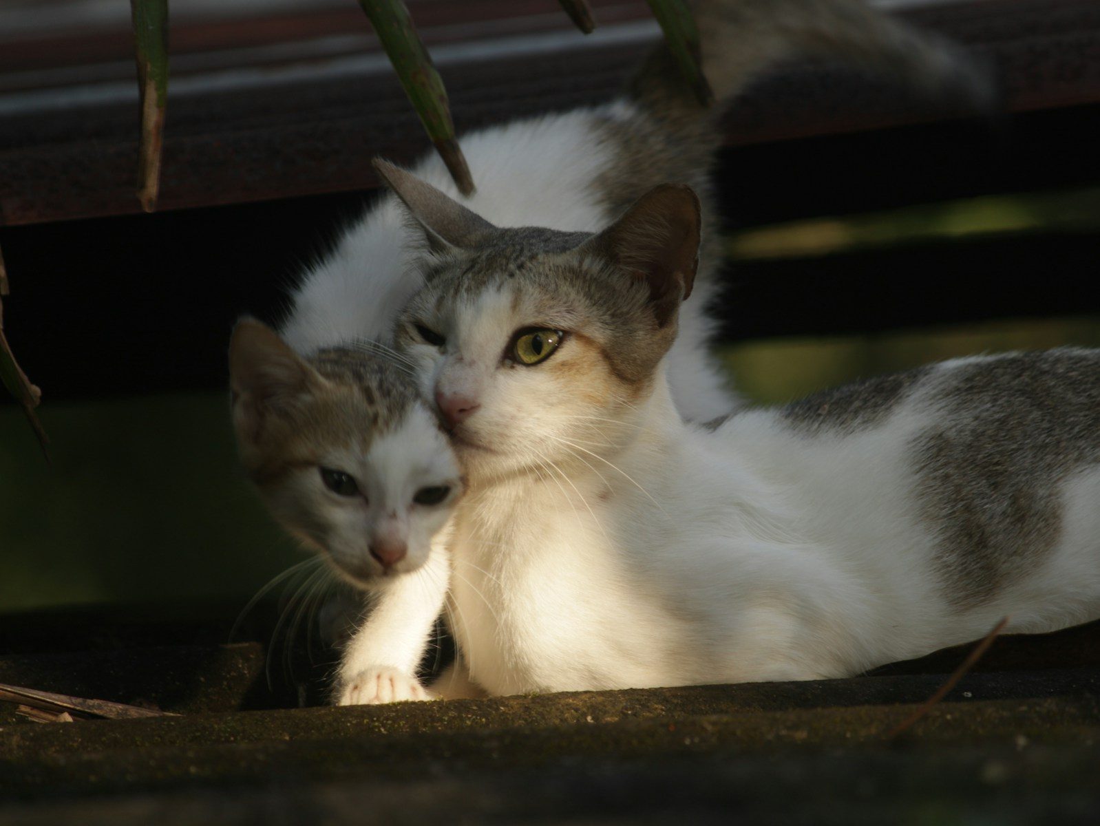 A couple of cats laying next to each other