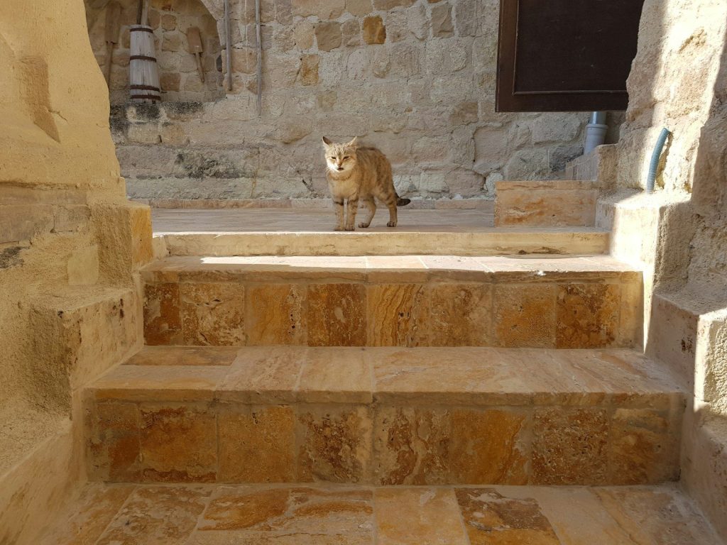 brown tabby cat on brown brick wall