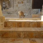 brown tabby cat on brown brick wall