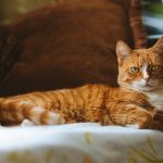a cat laying on a couch with a pillow behind it
