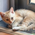 A small ginger kitten curled up indoors