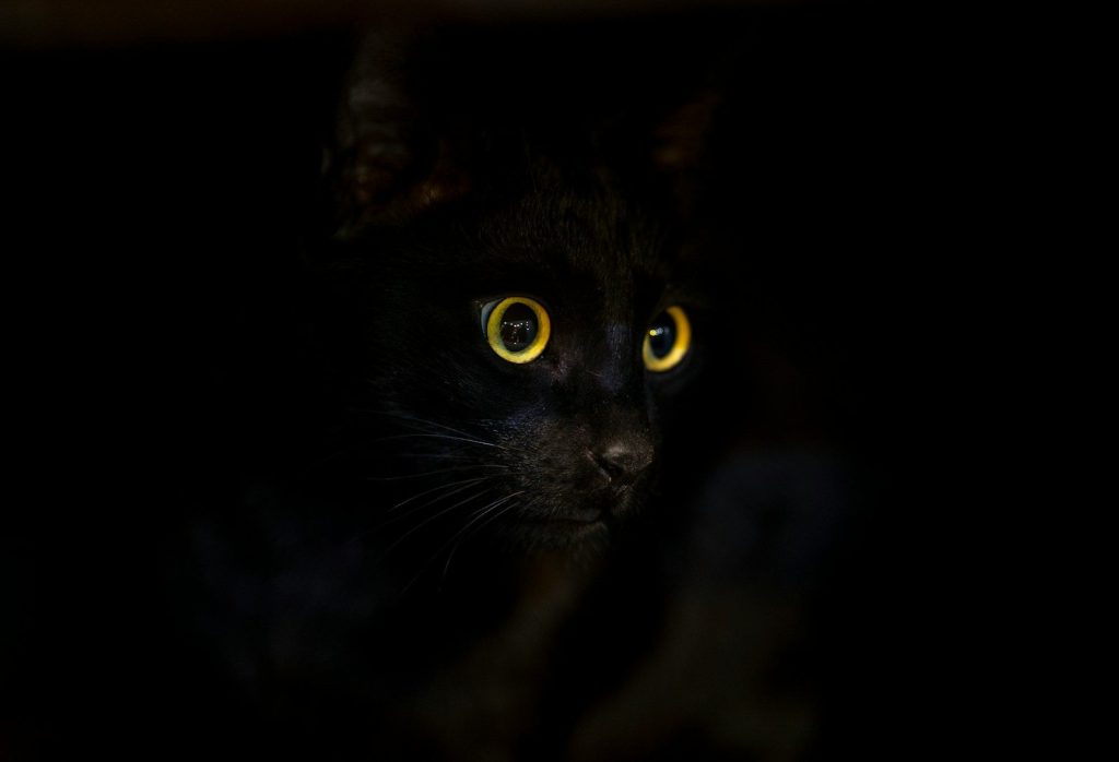 a close up of a black cat with yellow eyes