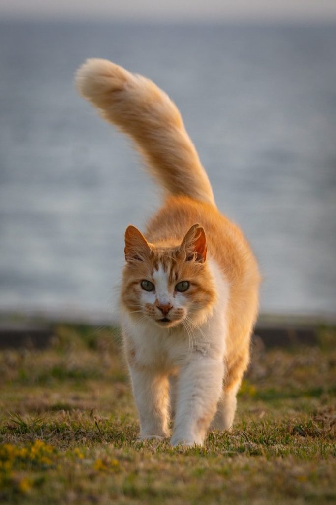 An orange and white cat walks towards the viewer.